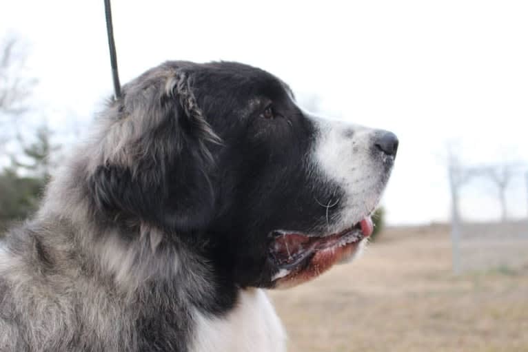 Elara, a Pyrenean Mastiff tested with EmbarkVet.com