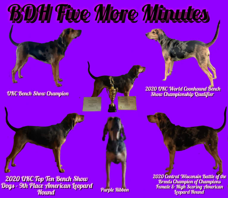 BDH Five More Minutes (Valentine), an American Leopard Hound tested with EmbarkVet.com