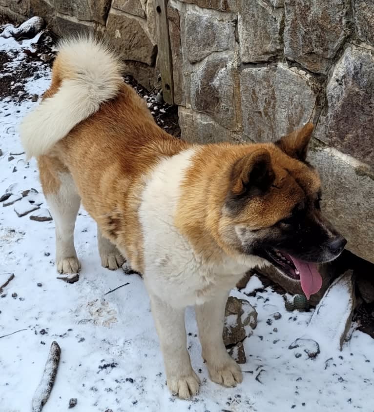 Geena, an Akita tested with EmbarkVet.com