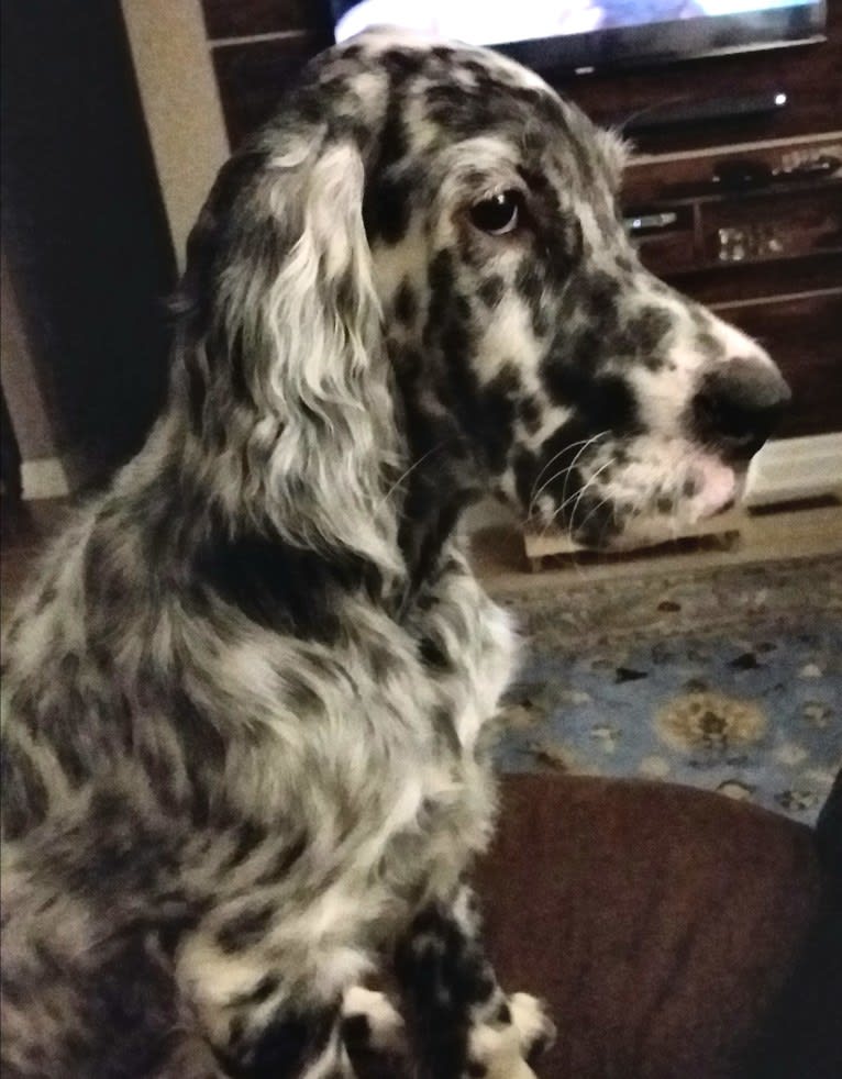 Kent, an English Setter tested with EmbarkVet.com