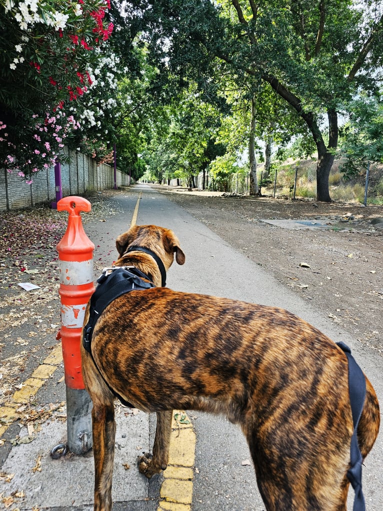 Bengal, a Great Pyrenees and American Pit Bull Terrier mix tested with EmbarkVet.com