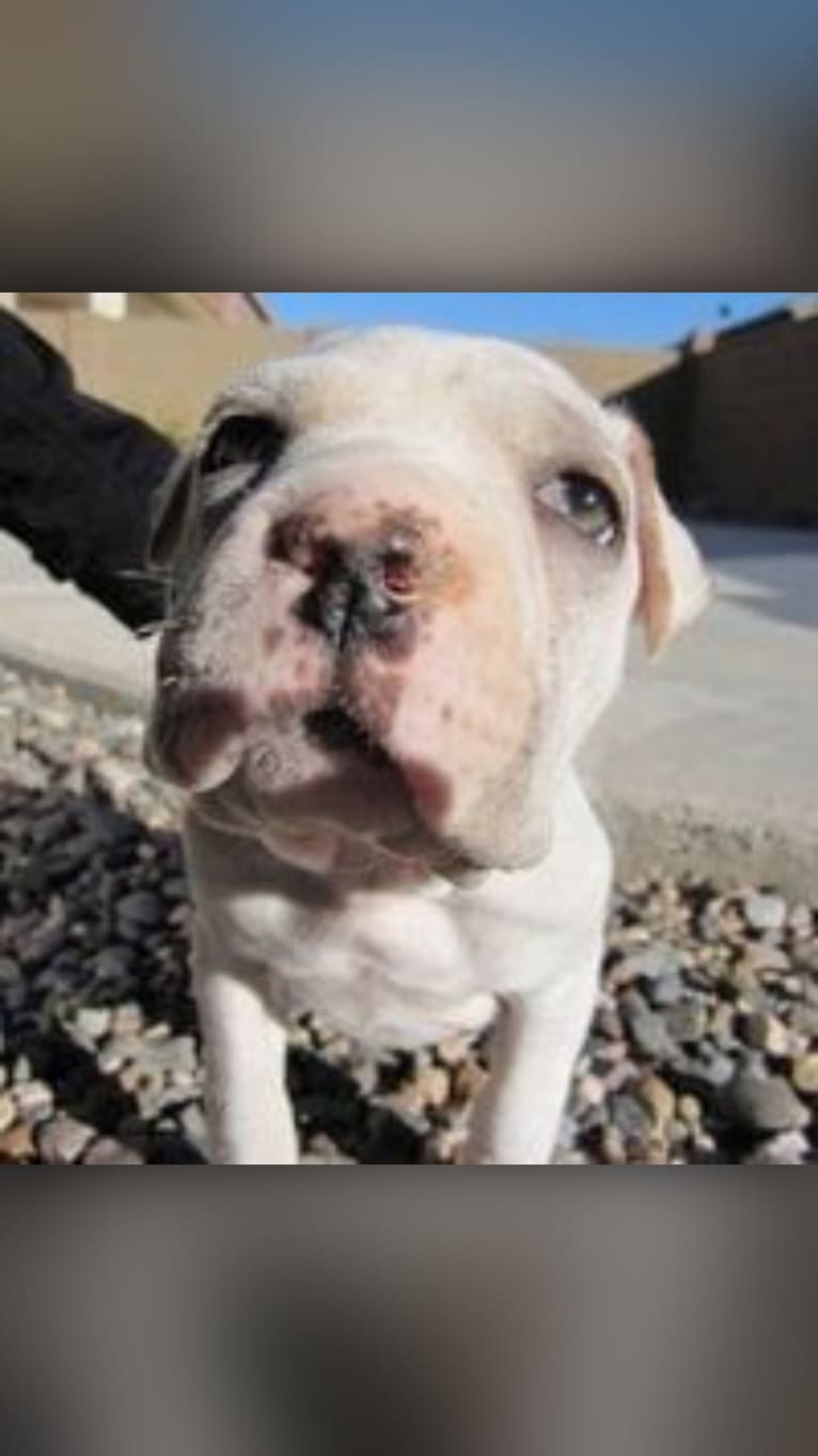 Ava, an American Pit Bull Terrier and Cocker Spaniel mix tested with EmbarkVet.com