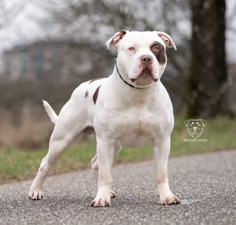 POLAR, an American Bully tested with EmbarkVet.com