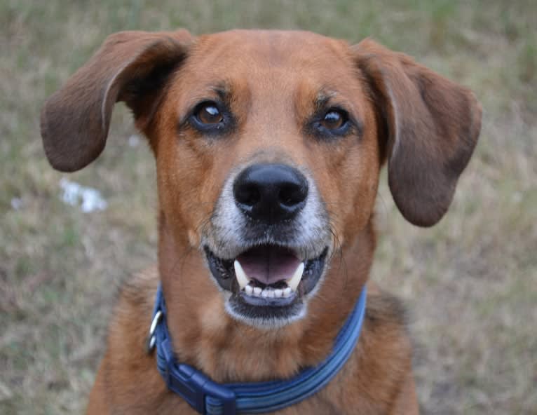 Luke, a Rottweiler and Treeing Walker Coonhound mix tested with EmbarkVet.com