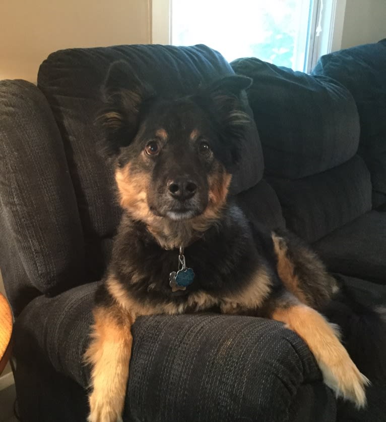 Ollie, a Chow Chow and Australian Cattle Dog mix tested with EmbarkVet.com