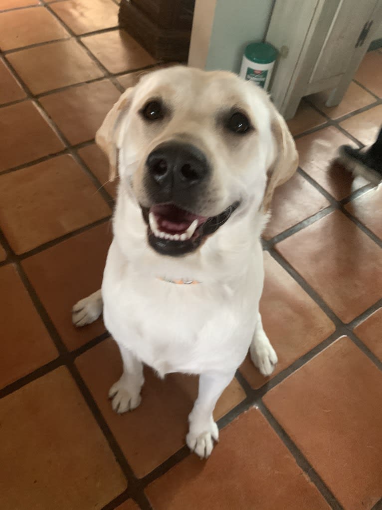 Pongo, a Labrador Retriever tested with EmbarkVet.com