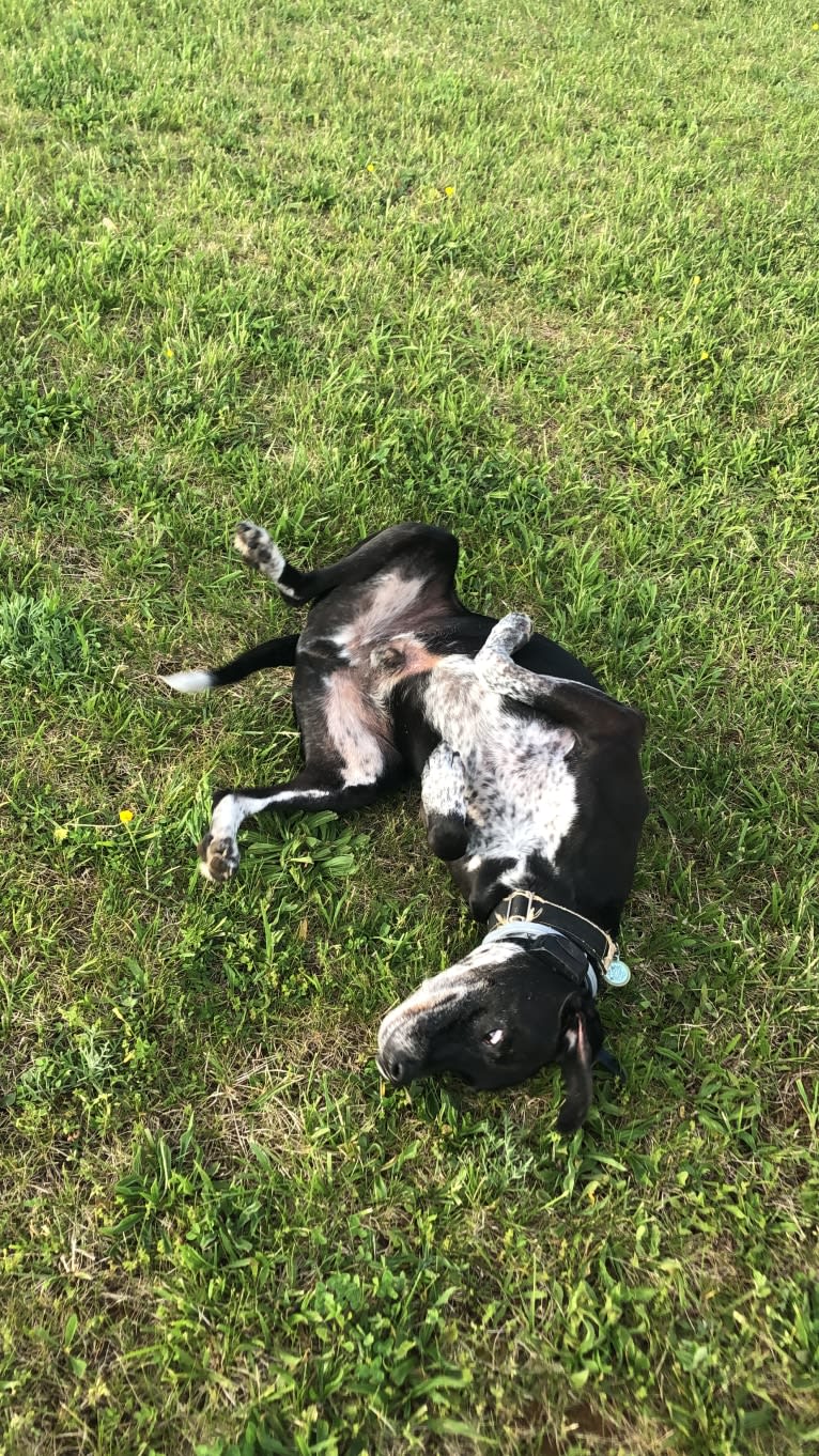 Rebel, a Beagle and American Pit Bull Terrier mix tested with EmbarkVet.com