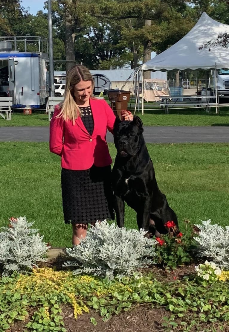 Diesel, a Cane Corso tested with EmbarkVet.com