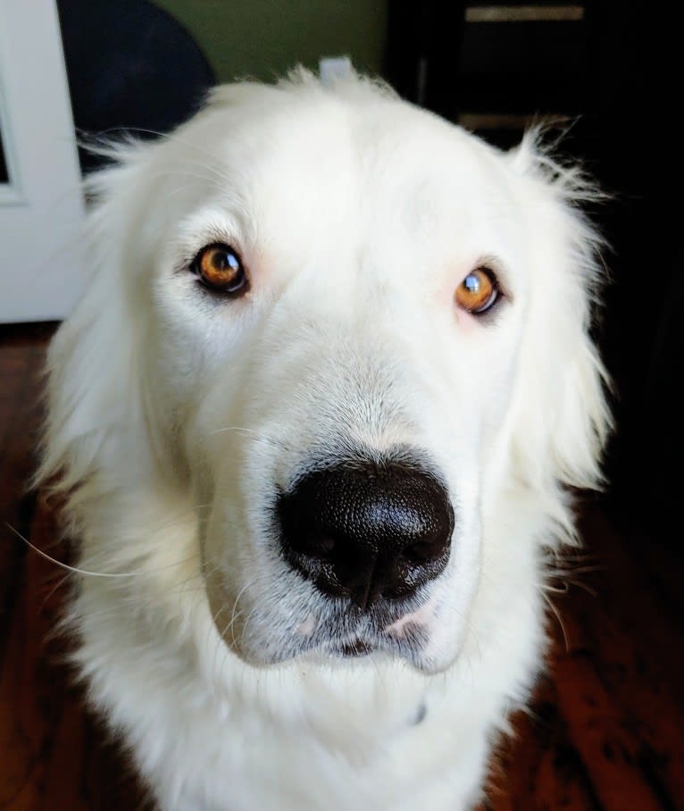 Bear, a Great Pyrenees and Labrador Retriever mix tested with EmbarkVet.com