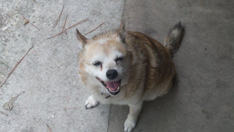 Lassie, a Pomeranian and Rat Terrier mix tested with EmbarkVet.com