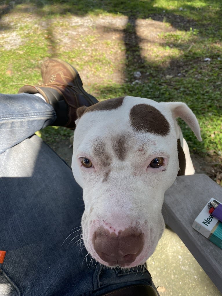 Gambit, an American Pit Bull Terrier and American Staffordshire Terrier mix tested with EmbarkVet.com