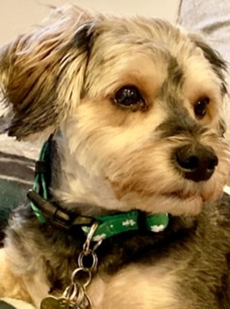 Dante, a Yorkipoo (3.3% unresolved) tested with EmbarkVet.com