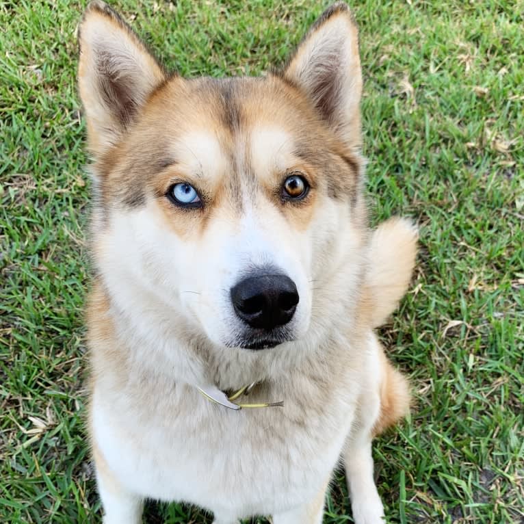 Yuma, a Siberian Husky tested with EmbarkVet.com