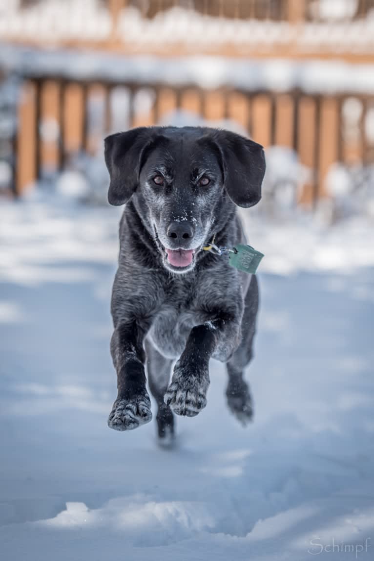 Schimpf's Addicted to the Game ("Addie"), a Labrador Retriever and German Shepherd Dog mix tested with EmbarkVet.com