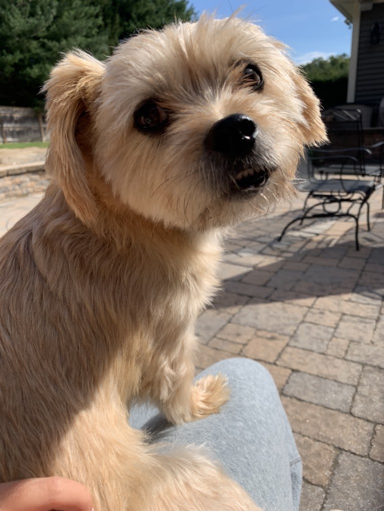 Obi Wan, a Lhasa Apso and Yorkshire Terrier mix tested with EmbarkVet.com