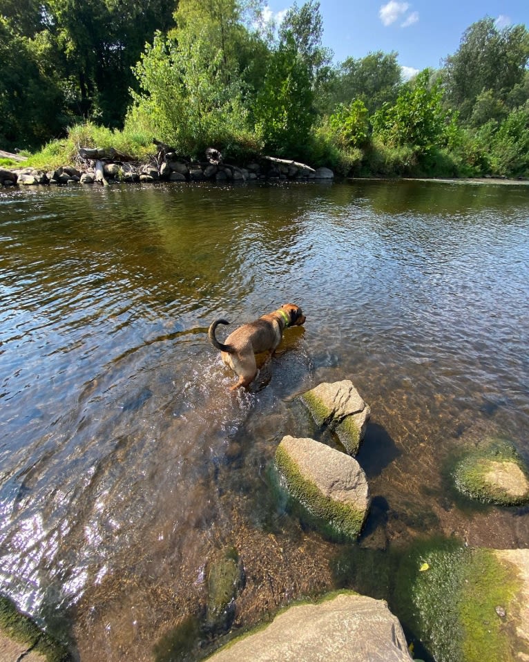 Lenny, a Rottweiler and American Pit Bull Terrier mix tested with EmbarkVet.com