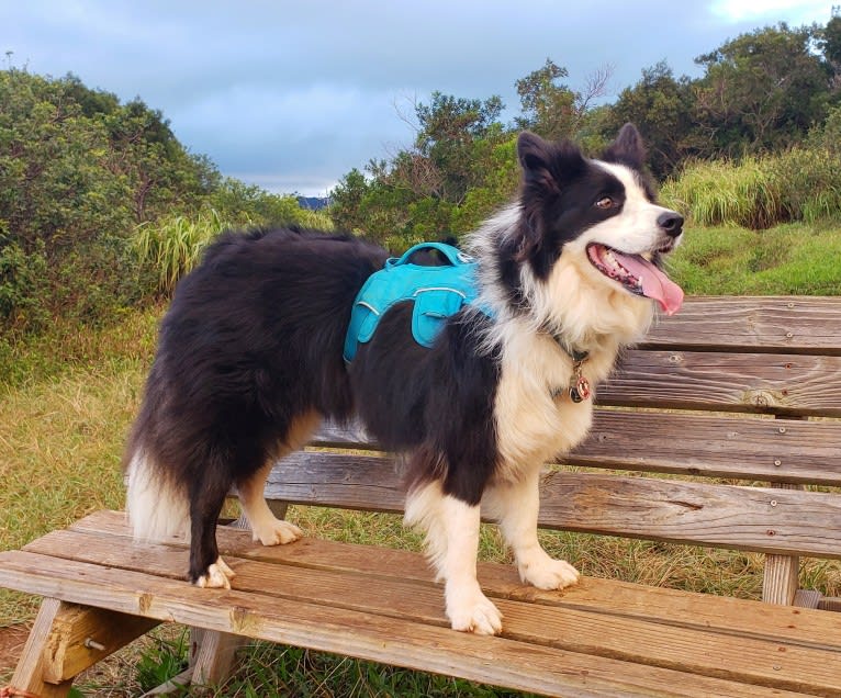 Kida, a Border Collie tested with EmbarkVet.com