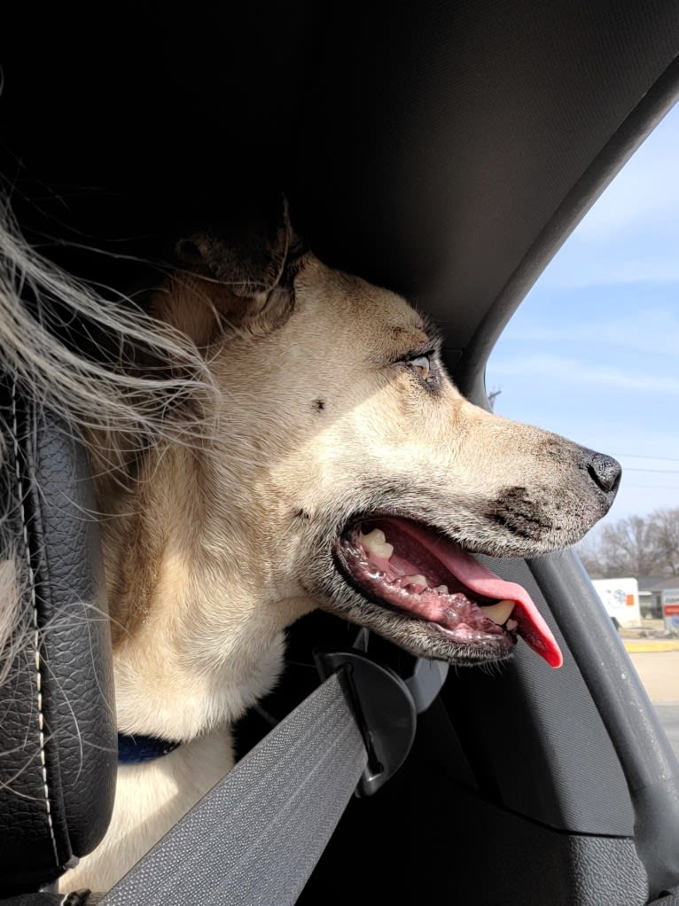 Duke, an American Pit Bull Terrier and Mountain Cur mix tested with EmbarkVet.com