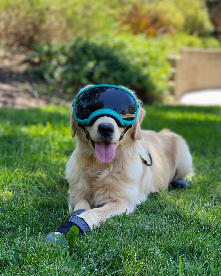 Selene, a Golden Retriever tested with EmbarkVet.com