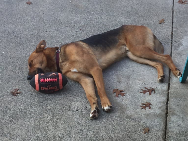 Sarge, a German Shepherd Dog and Rottweiler mix tested with EmbarkVet.com