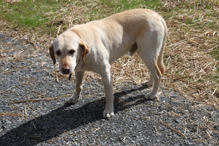 Finn, a Labrador Retriever and Australian Shepherd mix tested with EmbarkVet.com