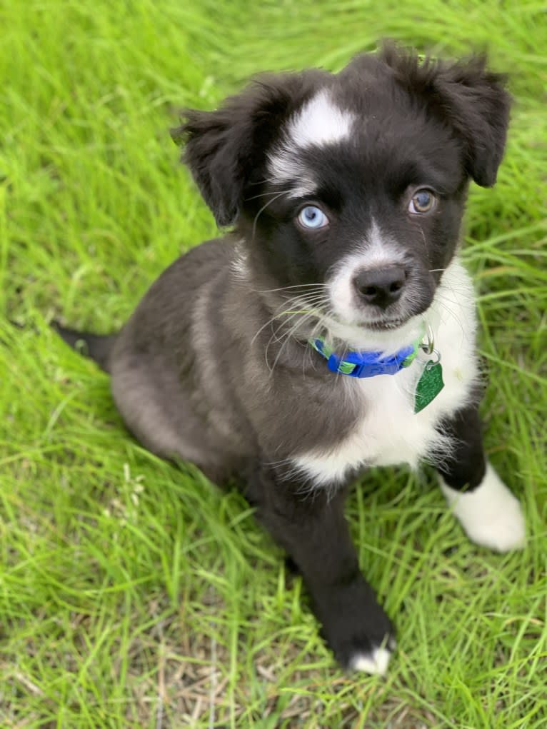 Brees, a Miniature/MAS-type Australian Shepherd and Australian Cattle Dog mix tested with EmbarkVet.com