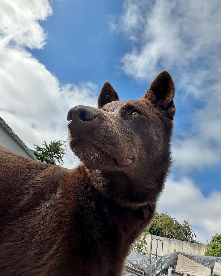 Hennessy, a Siberian Husky and Weimaraner mix tested with EmbarkVet.com