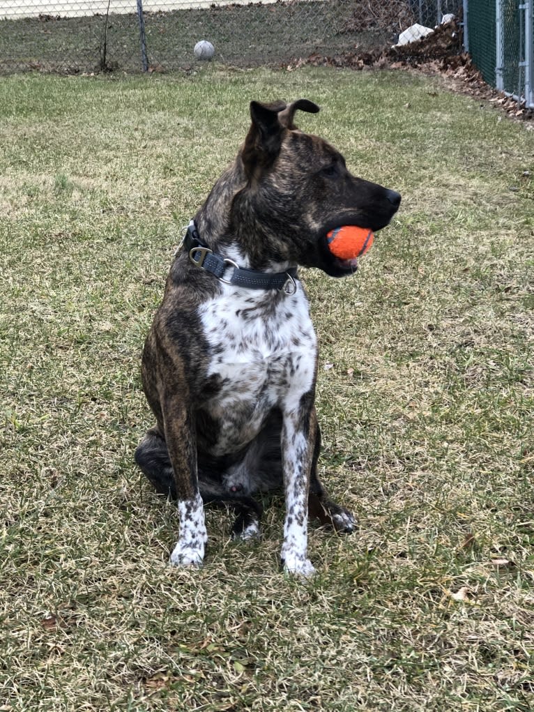 Koba, an Australian Cattle Dog and American Pit Bull Terrier mix tested with EmbarkVet.com