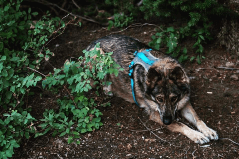 Riley, a German Shepherd Dog and Siberian Husky mix tested with EmbarkVet.com