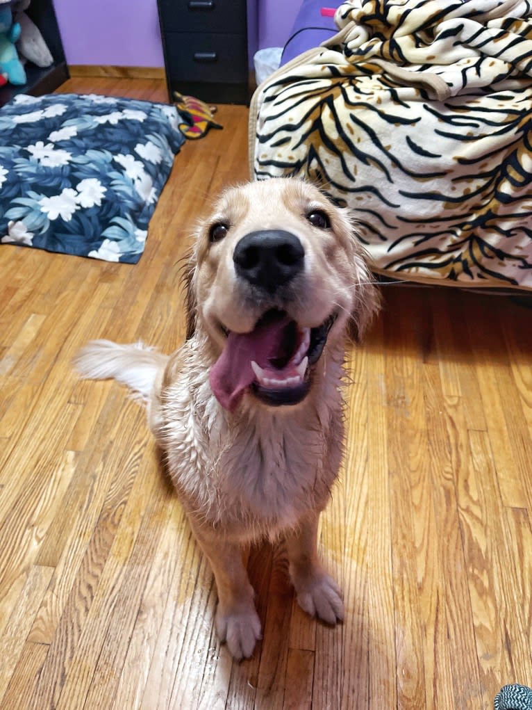 Alita, a Golden Retriever tested with EmbarkVet.com