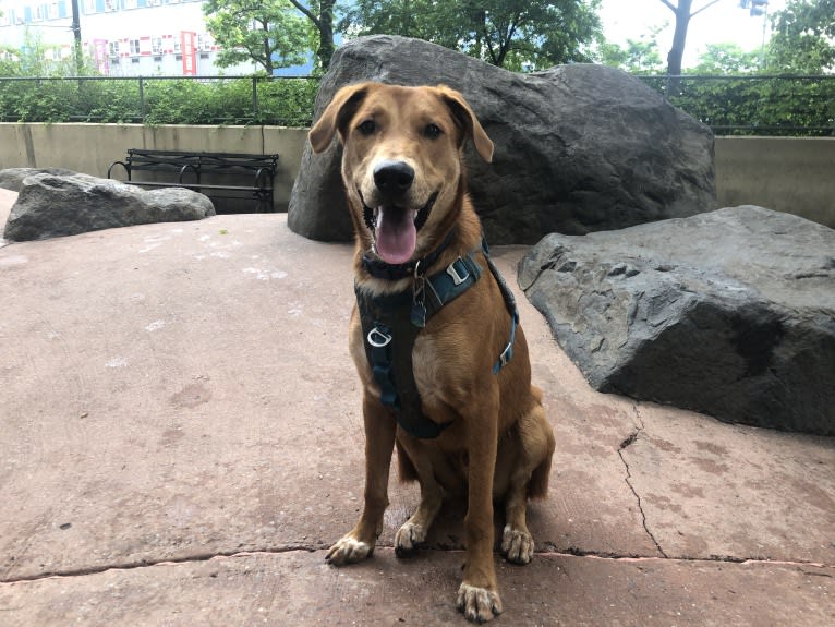 Cooper Lane, a German Shepherd Dog and Labrador Retriever mix tested with EmbarkVet.com