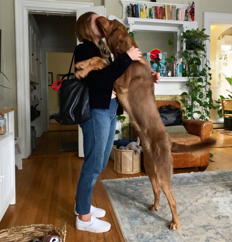 Abe, a Bloodhound and Labrador Retriever mix tested with EmbarkVet.com