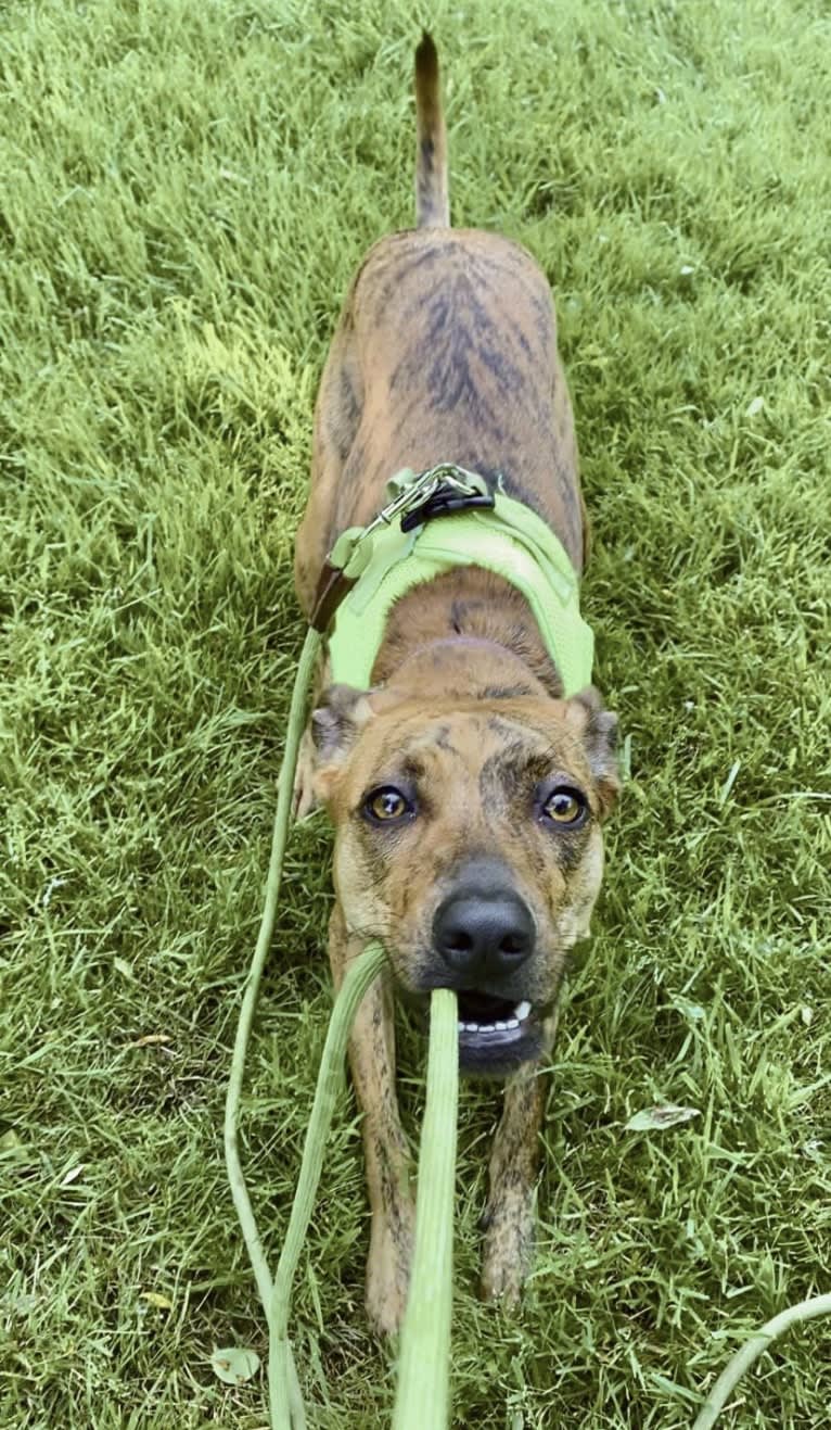 Lyza, a Catahoula Leopard Dog and American Pit Bull Terrier mix tested with EmbarkVet.com