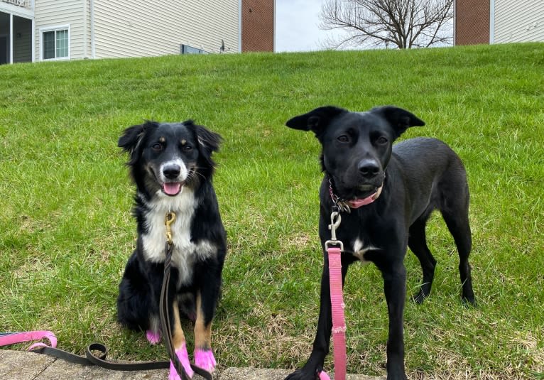 Nala, a Border Collie and American Pit Bull Terrier mix tested with EmbarkVet.com