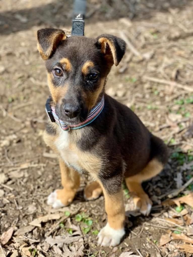 Lola, a German Shepherd Dog and American Pit Bull Terrier mix tested with EmbarkVet.com