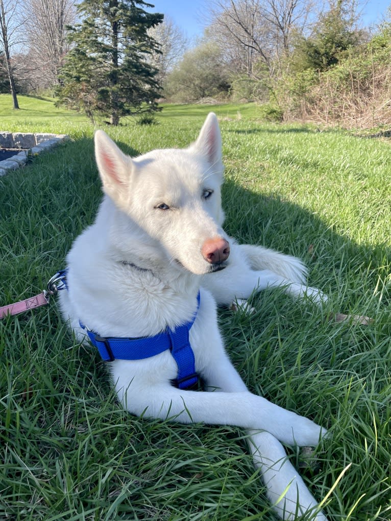 Loki, a Siberian Husky tested with EmbarkVet.com