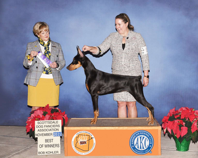 Juliette, a Doberman Pinscher tested with EmbarkVet.com