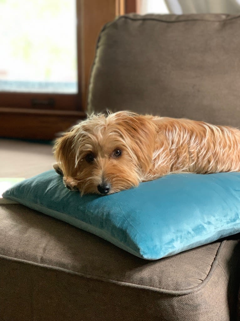 Winslow, a Yorkshire Terrier and Dachshund mix tested with EmbarkVet.com