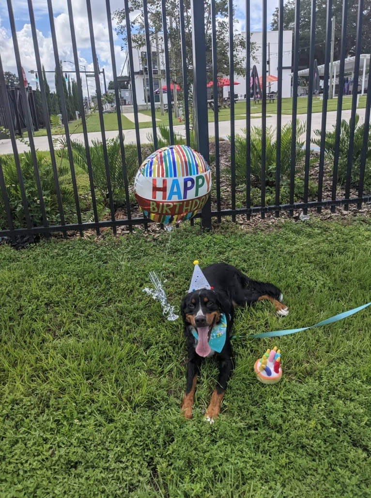 Archie, a Bernese Mountain Dog tested with EmbarkVet.com