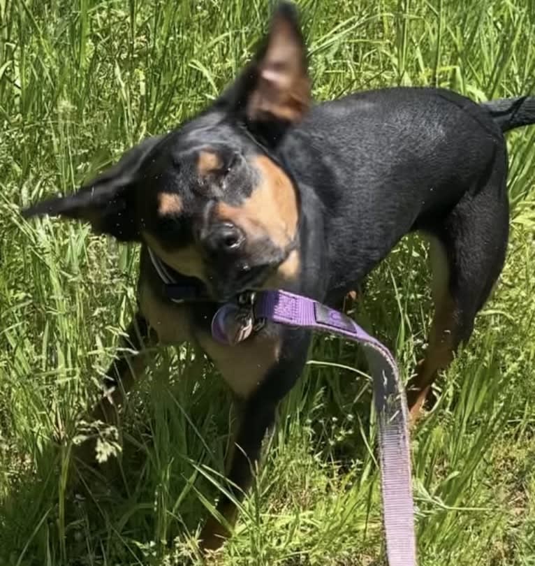 Lexi, a Boxer and Chihuahua mix tested with EmbarkVet.com