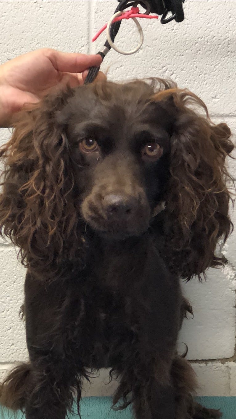 Binky, a Boykin Spaniel tested with EmbarkVet.com