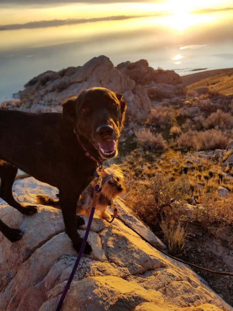 Skye, a Golden Retriever and Australian Cattle Dog mix tested with EmbarkVet.com