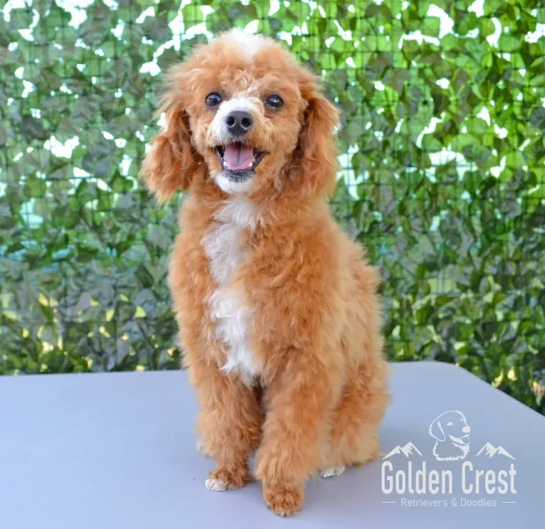 George, a Poodle (Small) tested with EmbarkVet.com