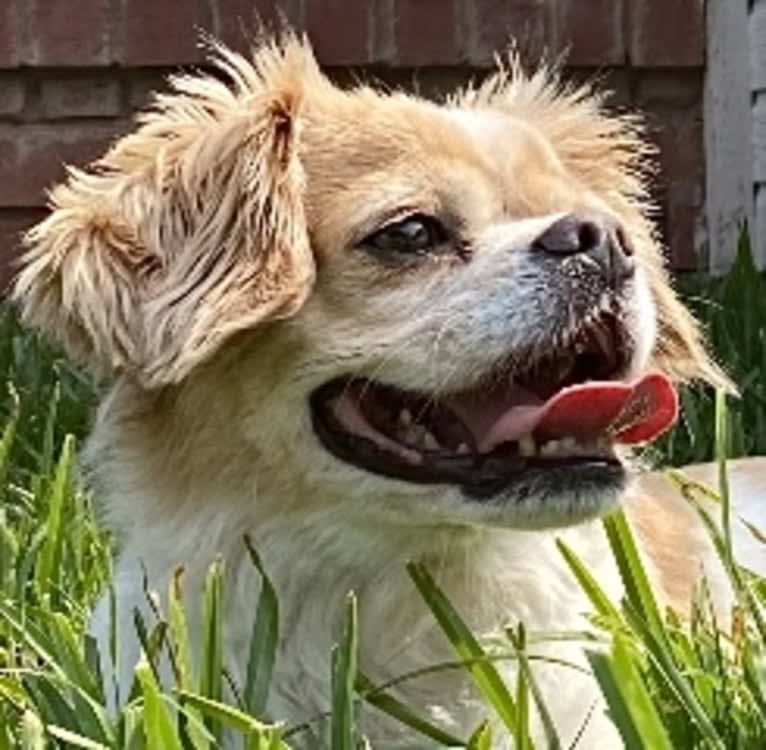 Charlie, a Cavalier King Charles Spaniel and Chihuahua mix tested with EmbarkVet.com