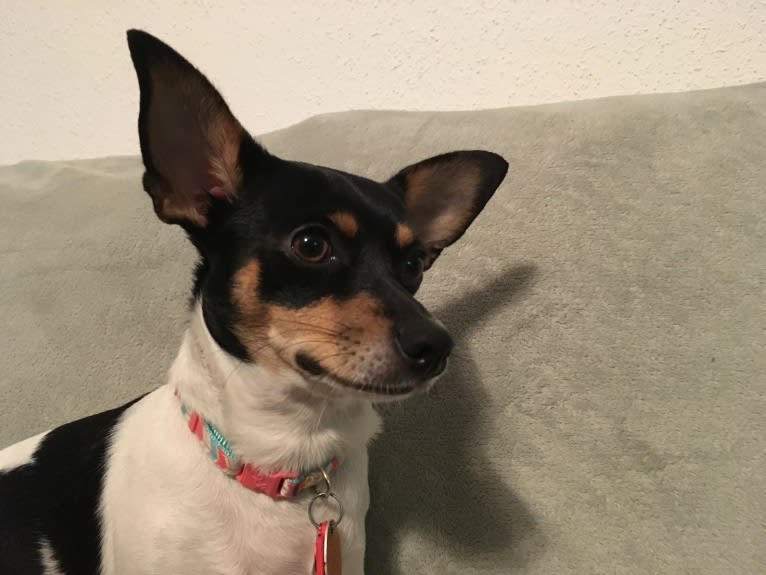 Mimi, a Chihuahua and Shih Tzu mix tested with EmbarkVet.com