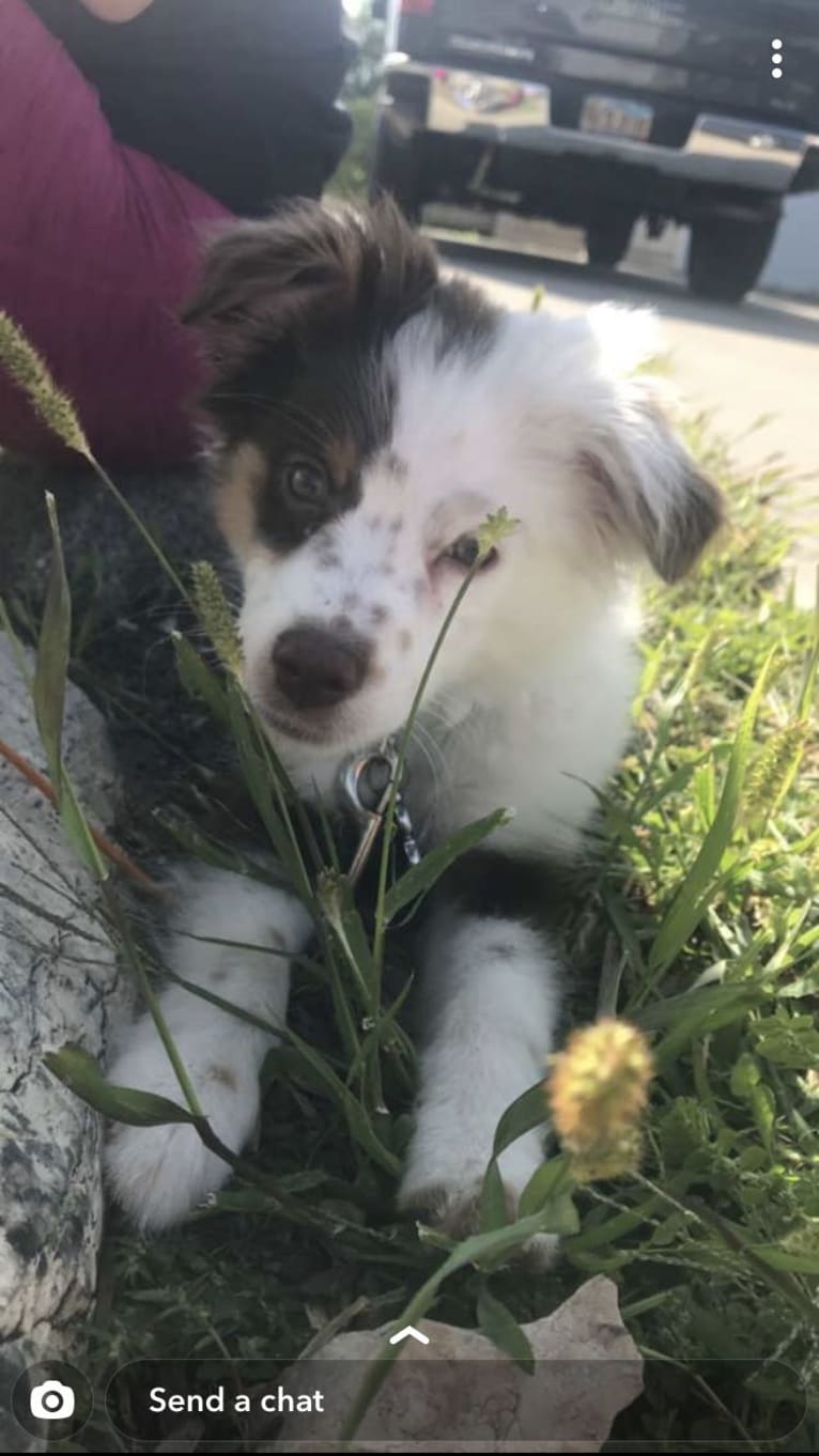 Berlin, an Australian Shepherd tested with EmbarkVet.com