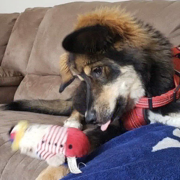 Athena, an Alaskan Malamute and Bernese Mountain Dog mix tested with EmbarkVet.com