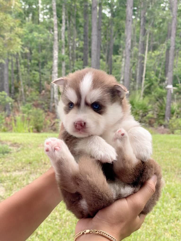 AQUILA, a Pomsky tested with EmbarkVet.com