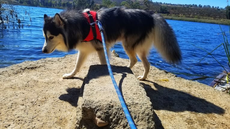 SOJU, a Siberian Husky and Alaskan Malamute mix tested with EmbarkVet.com