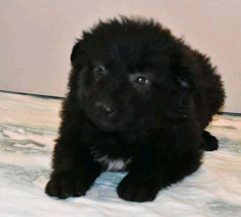 Zula, an Eastern European Village Dog tested with EmbarkVet.com